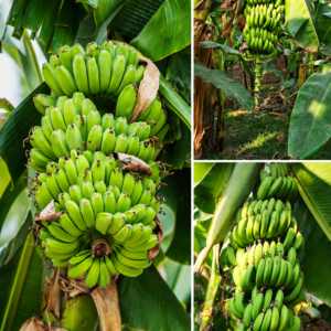 KARIKAR Green G9 Banana Grafted Live Fruit Plant for Home Garden