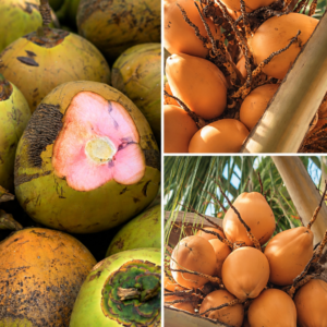 KARIKAR Thai Pink Coconut Fruit Grafted Live Plant – Healthy Pink Coconut Plant for Home Garden