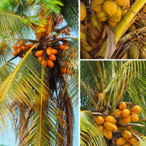 KARIKAR Yellow Golden Malay Dwarf Coconut Grafted Live Plant – Healthy Coconut Plant for Home Garden