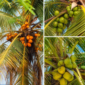 KARIKAR Vietnam Coconut Grafted Live Plant – Healthy Coconut Plant for Home Garden