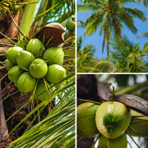 KARIKAR Ganga Bondam Coconut Grafted Live Plant for Home Garden