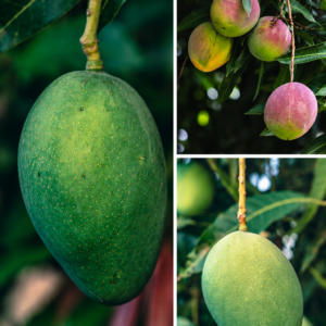 KARIKAR Imam Pasand Mango Grafted Live Fruit Plant for Home Garden