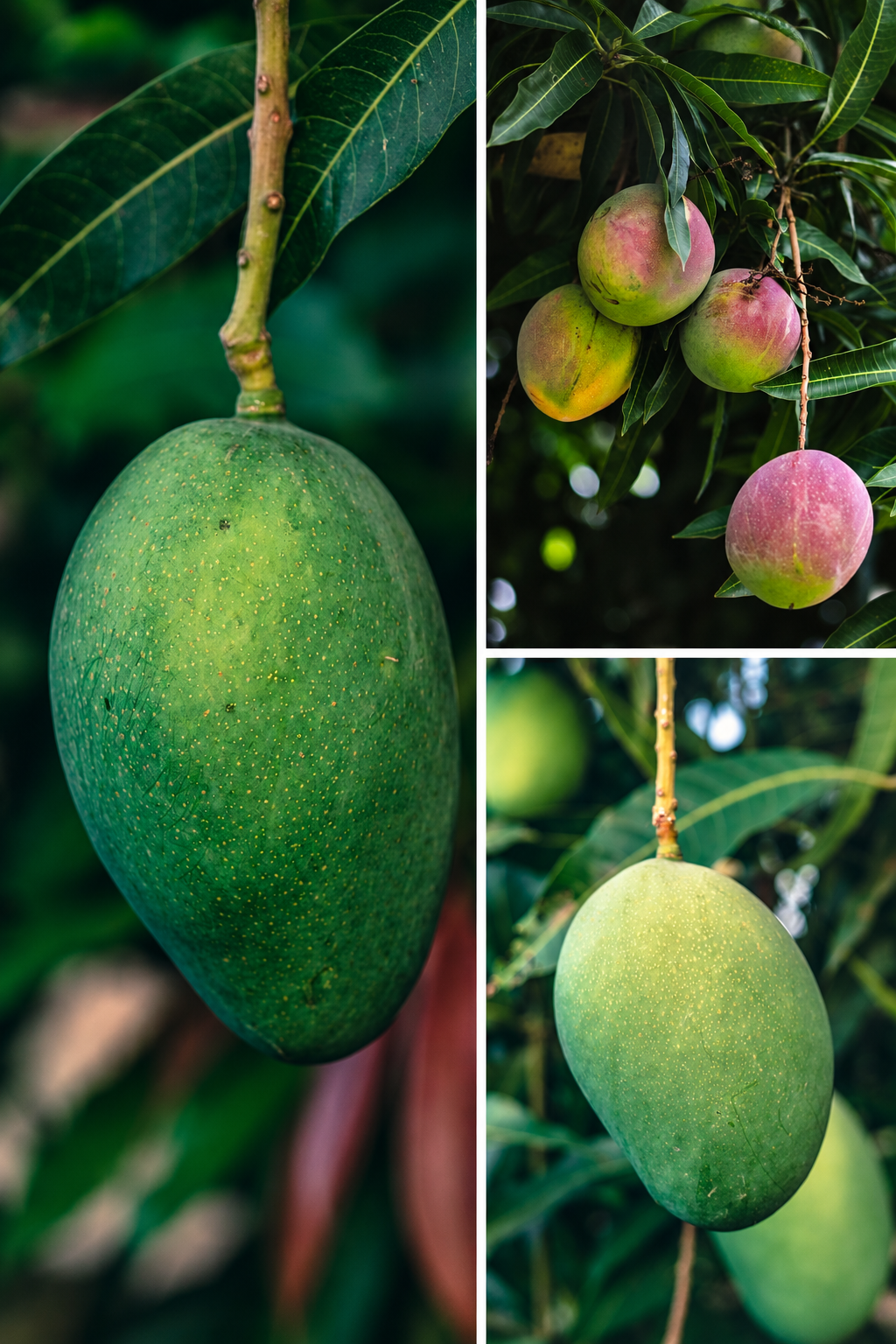 KARIKAR Imam Pasand Mango Grafted Live Fruit Plant for Home Garden