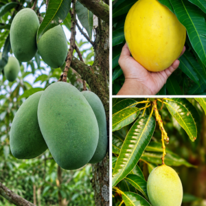 KARIKAR Pusa Arunika Mango Grafted Live Fruit Plant – Healthy Mango Tree Plant for Home Garden