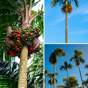 KARIKAR Inter Mangala Betel Nut(Supari Palm) Grafted Live Plant For Home Garden
