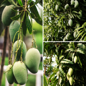 KARIKAR Noorjahan Mango Grafted Live Fruit Plant – Healthy Mango Tree Plant for Home Garden