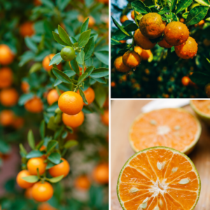 KARIKAR Sweet Mandarin Orange Grafted Live Fruit Plant – Healthy Mandarin Orange Tree Plant for Home Garden