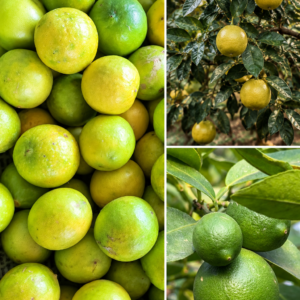 KARIKAR Green Baramasi Grafted Lemon Live Fruit Plant – Healthy Citrus Tree for Home Garden