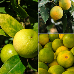 KARIKAR Mosambi Grafted Live Fruit Plant for Home Garden