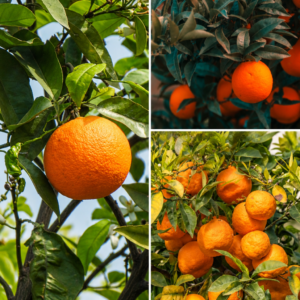 KARIKAR Pakistani Orange Grafted Live Fruit Plant – Healthy Orange Tree Plant for Home Garden