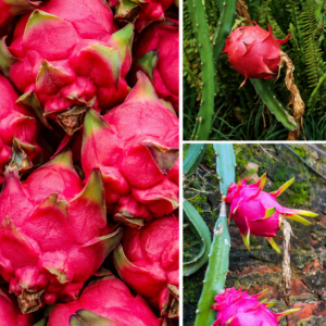 KARIKAR Thai Dragon Fruit Grafted Live Plant – Healthy Hybrid Dragon Fruit Plant for Home Garden