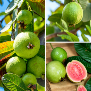KARIKAR Red Diamond Guava Grafted Live Fruit Plant – Healthy Guava Tree Plant for Home Garden