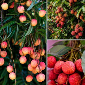KARIKAR Mumbai Litchi Grafted Live Fruit Plant – Healthy Lychee Tree Plant for Home Garden