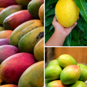KARIKAR Pusa Arunima Mango Grafted Live Fruit Plant for Home Garden