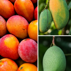 KARIKAR Green Amrapalli Mango Grafted Live Fruit Plant – Healthy Mango Tree for Home Garden