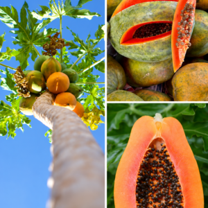 KARIKAR Red Papaya Fruit Grafted Live Plant for Home Garden