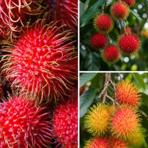 KARIKAR Red Rambutan Fruit Grafted Live Plant for Home Garden