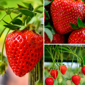 KARIKAR Red Gauntlet Strawberry Fruit Grafted Live Plant for Home Garden
