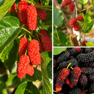 KARIKAR Thai Dwarf Mulberry Fruit Grafted Live Plant – Healthy Mulberry Plant For Home Garden