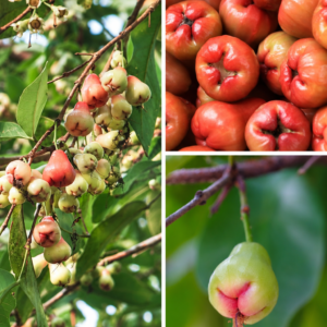 KARIKAR All Time/Baramasi Wax Apple Grafted Live Fruit Plant – Healthy Wax Apple Tree Plant for Home Garden