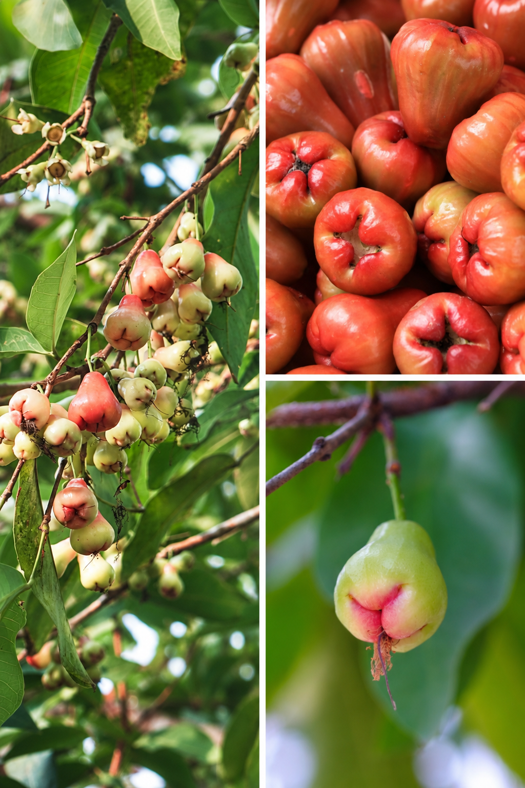KARIKAR All Time/Baramasi Wax Apple Grafted Live Fruit Plant – Healthy Wax Apple Tree Plant for Home Garden