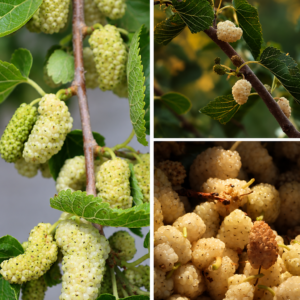 KARIKAR Pakistani Mulberry Grafted Live Fruit Plant for Home Garden