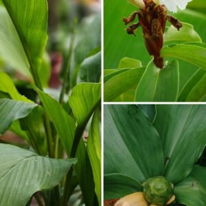 KARIKAR Insulin Grafted Live Plant, Aromatic Green Insulin Plant for Home Garden