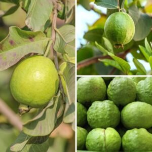 KARIKAR Thai-7 Guava Fruit Grafted Live Plant for Home Garden
