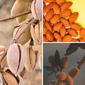 KARIKAR Indian Almond(Kath Badam) Grafted Live Fruit Plant for Home Garden