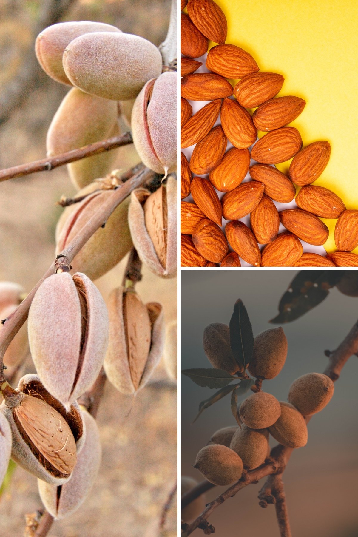 KARIKAR Indian Almond(Kath Badam) Grafted Live Fruit Plant for Home Garden