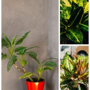 KARIKAR Aglaonema Grafted Live Fern Plant for Home Indoor, Office & Balcony Decor