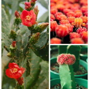 KARIKAR Red Moon Cactus Grafted Live Succulent Plant for Home Indoor and Office Decor