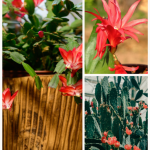 KARIKAR Red ZygoCactus / Crab Cactus Grafted Live Succulent Plant for Home Indoor, Garden and Office Décor