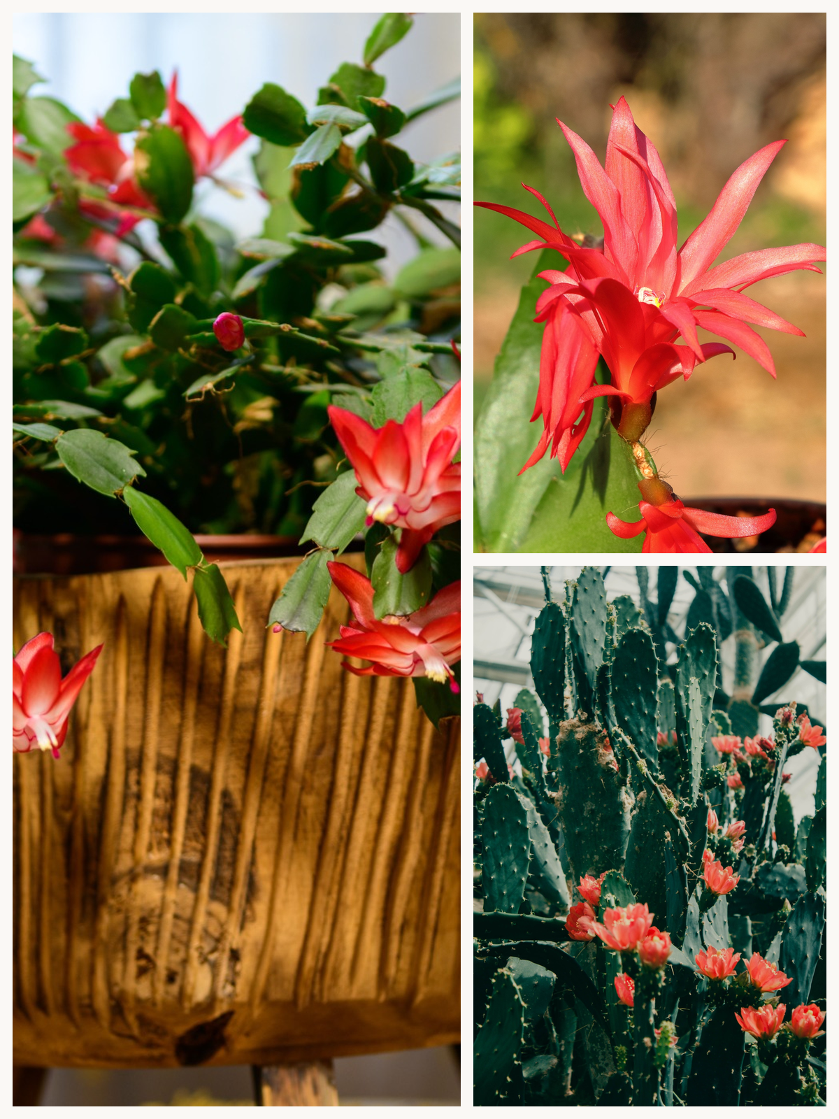 KARIKAR Red ZygoCactus / Crab Cactus Grafted Live Succulent Plant for Home Indoor, Garden and Office Décor