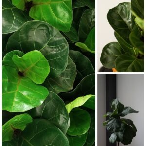 KARIKAR Fiddle Leaf Fig Grafted Live Fern Plant for Home Indoor, Office, Balcony & Modern Interior Decor