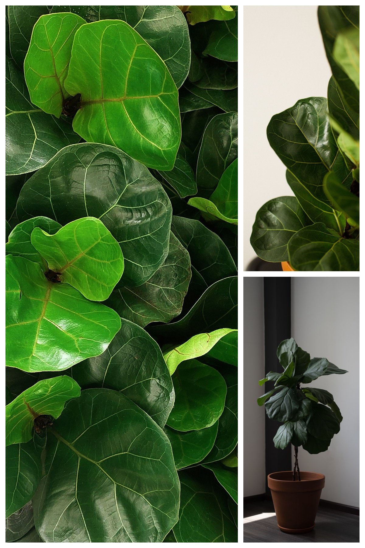 KARIKAR Fiddle Leaf Fig Grafted Live Fern Plant for Home Indoor, Office, Balcony & Modern Interior Decor