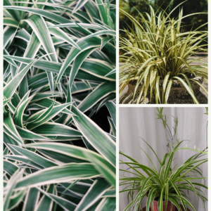 KARIKAR Spider Plant Grafted Live Succulent Plant for Home Indoor, Office, Balcony and Garden Décor