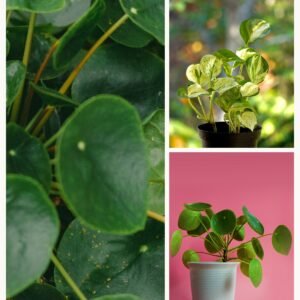 KARIKAR Money Plant Grafted Live Fern Plant for Home Indoor, Office, Balcony & Table Decoration
