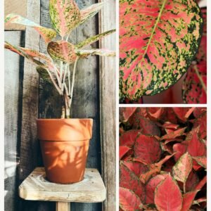 KARIKAR Aglaonema Pink Grafted Live Fern Plant for Home Indoor, Office & Garden Decor