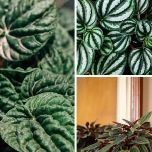 KARIKAR Peperomia Red Luna Grafted Live Fern Plant for Home Indoor, Office, Balcony & Garden Decoration
