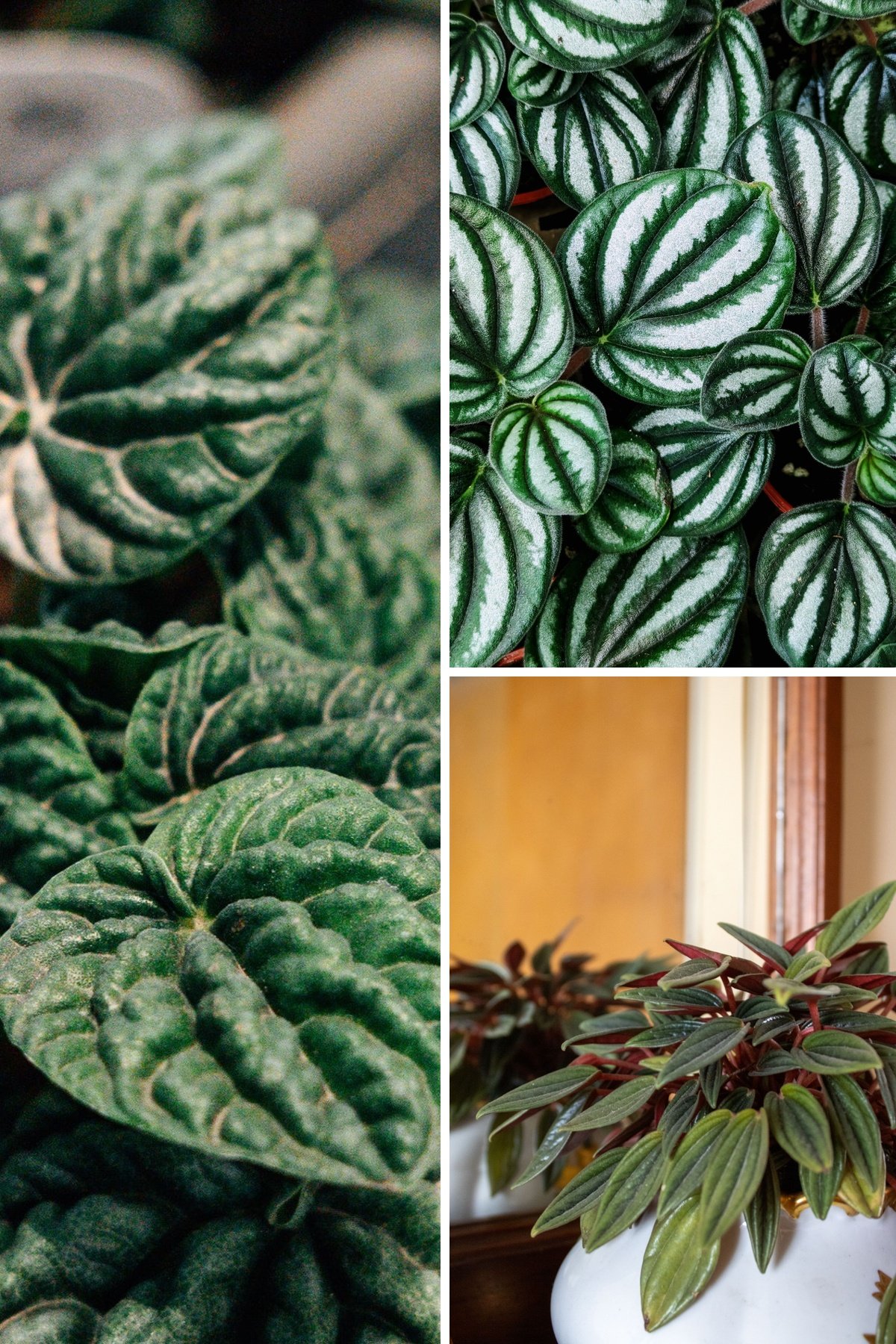 KARIKAR Peperomia Red Luna Grafted Live Fern Plant for Home Indoor, Office, Balcony & Garden Decoration