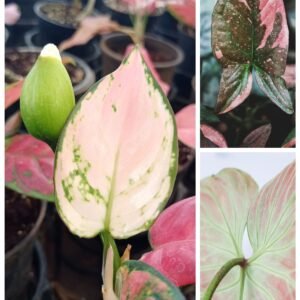 KARIKAR Philodendron Pink Princess Grafted Live Fern Plant for Home, Office, Balcony & Indoor Decoration
