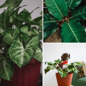 KARIKAR Philodendron Rojo Congo Grafted Live Fern Plant for Home, Office, Balcony & Indoor Garden Decoration