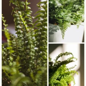 KARIKAR Rabbit Foot Grafted Live Fern Plant for Home, Office, Balcony & Indoor Garden Decoration