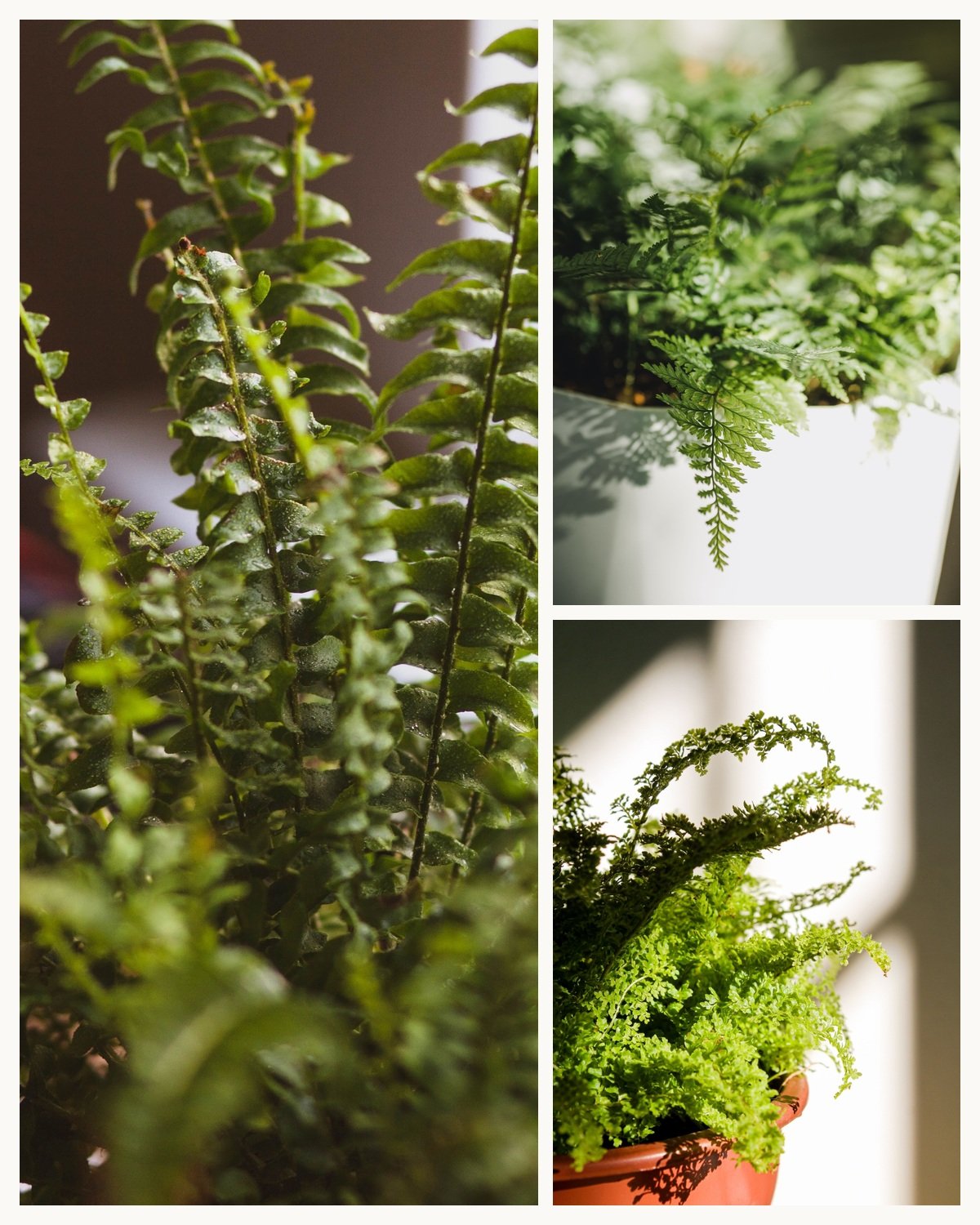KARIKAR Rabbit Foot Grafted Live Fern Plant for Home, Office, Balcony & Indoor Garden Decoration