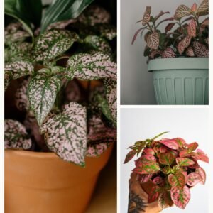 KARIKAR Red Lady Valentine Grafted Live Fern Plant for Home, Office, Balcony & Indoor Garden