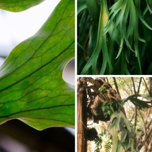 KARIKAR Staghorn Graftrd Live Fern Plant for Indoor, Outdoor & Home Garden Decoration