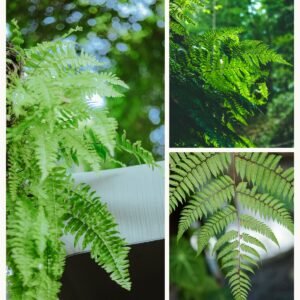 KARIKAR Tree Fern Grafted Live Plant for Indoor Outdoor Decoration, Balcony & Home Garden