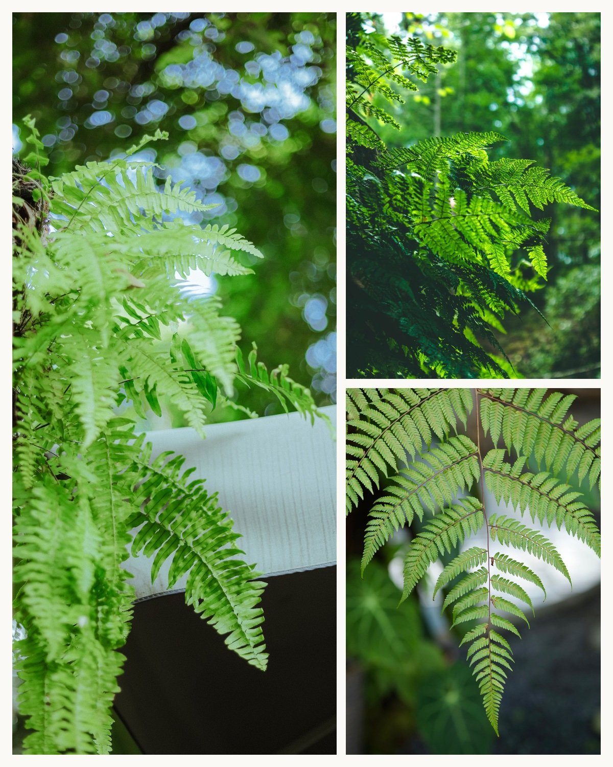 KARIKAR Tree Fern Grafted Live Plant for Indoor Outdoor Decoration, Balcony & Home Garden