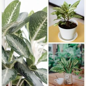 KARIKAR Aglaonema Snow White Grafted Live Fern Plant for Home Indoor, Office & Garden Decor